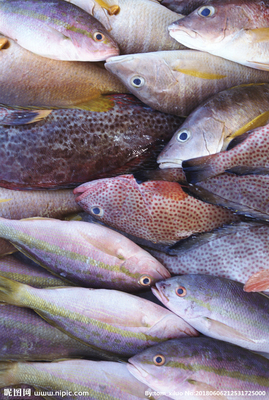 水产品 餐饮美食中的瑰宝，水产鱼摄影图赏