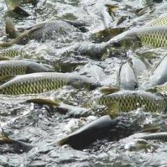 水产资源 蓝色粮仓的潜力与挑战
