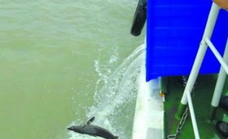 国内外水产动态与行业趋势 信息洞察与未来发展