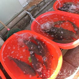 冬季常吃6种水产品，让你轻松抗寒保暖