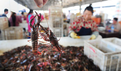 小龙虾分拣技术及其在水产品加工中的重要性